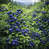 Huckleberry