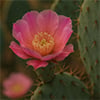 Cactus Blossom